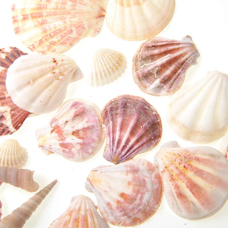 PowerTRC Mixed Beach Sea Shells for Ocean Theme Parties and Weddings Decoration | Vase, Fountain & Fish Tank Filler Various Sizes 1â€-2.5â€ | Approx.100 Sea Shells - Image 3